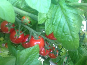 Zucchetti_Pizza (2)
